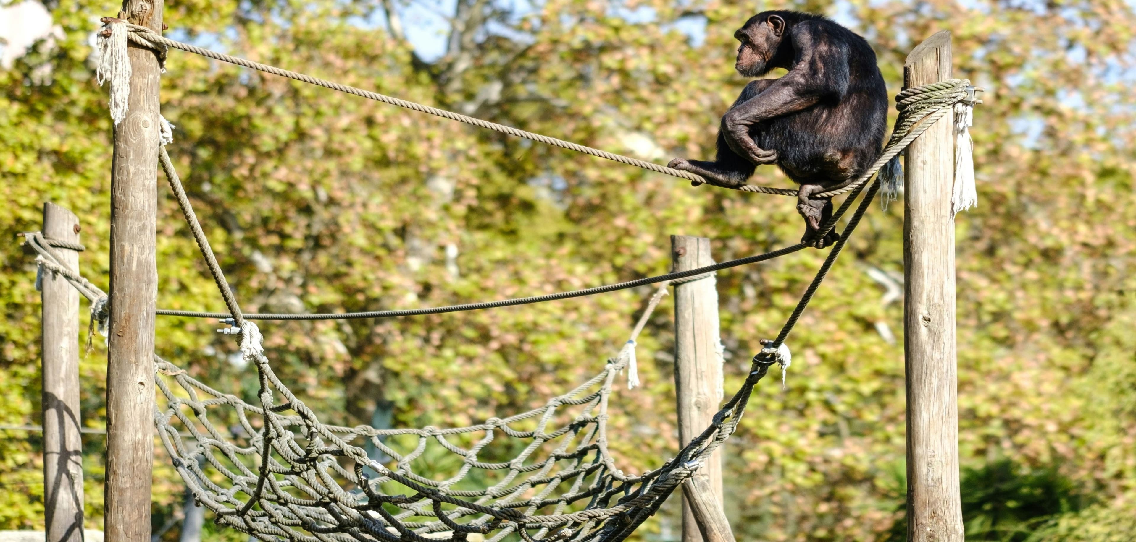 Klimnetten voor apen in een dierentuin